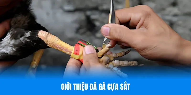 Định nghĩa thế nào là đá gà cựa sắt