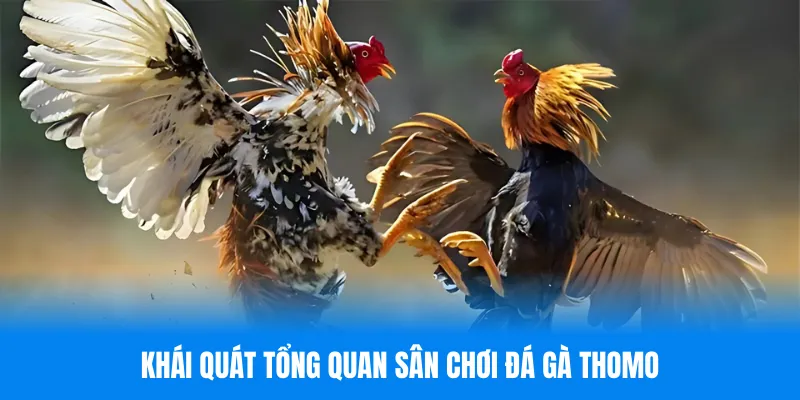 Khái quát tổng quan sân chơi đá gà Thomo