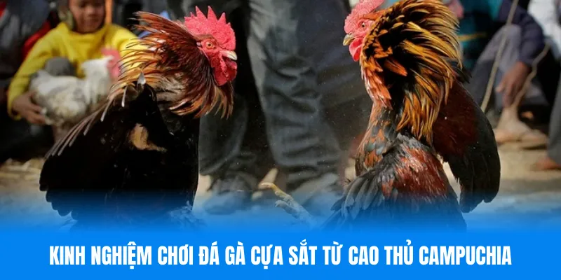 Bí kíp làm chủ các sới đá gà